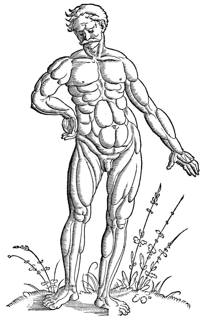 Baldung - Anatómia - Ember alkotó: Hans Baldung Grien