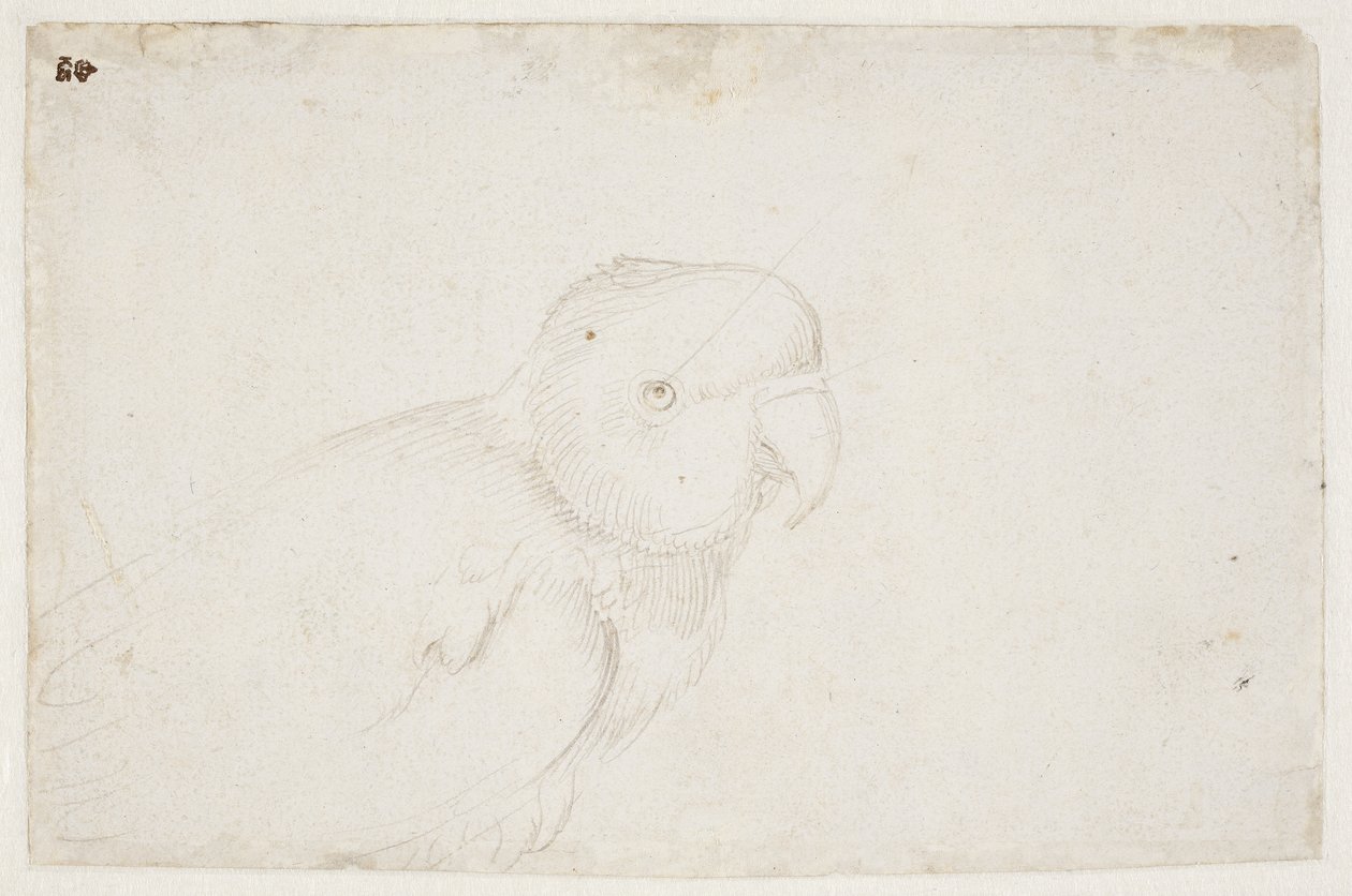 Törpepapagáj alkotó: Hans Baldung Grien