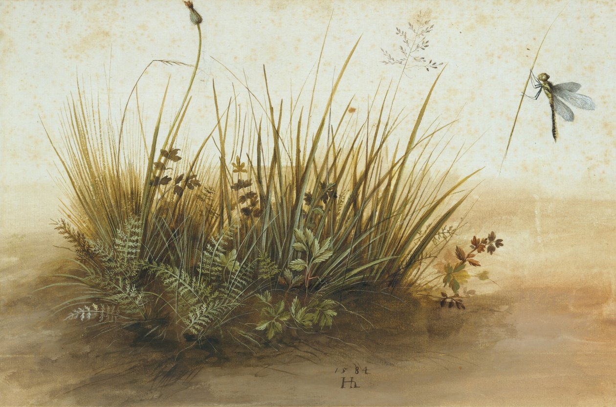 Egy kis gyepdarab, 1584. alkotó: Hans Hoffmann