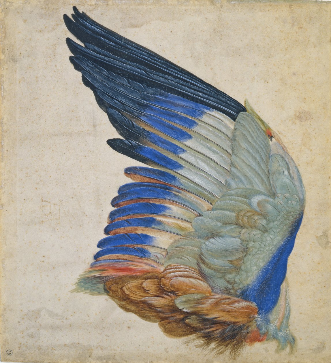 Kék görgő szárnya, Albrecht Durer 1512-es eredeti példányának másolata alkotó: Hans Hoffmann