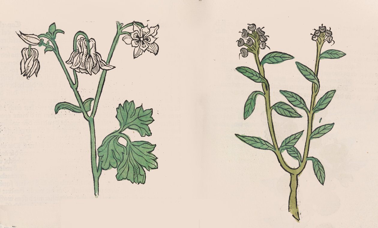 Herbarius – Gart der gesuntheit – Egészség kertje, 1485 alkotó: Hans Schönsperger
