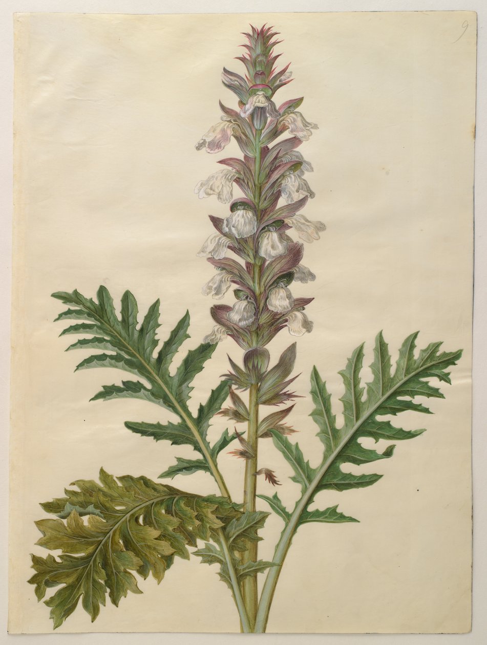 Acanthus mollis a Gottorfer Codex albumról, 1650 körül (gouache pergamen) alkotó: Hans Simon Holtzbecher