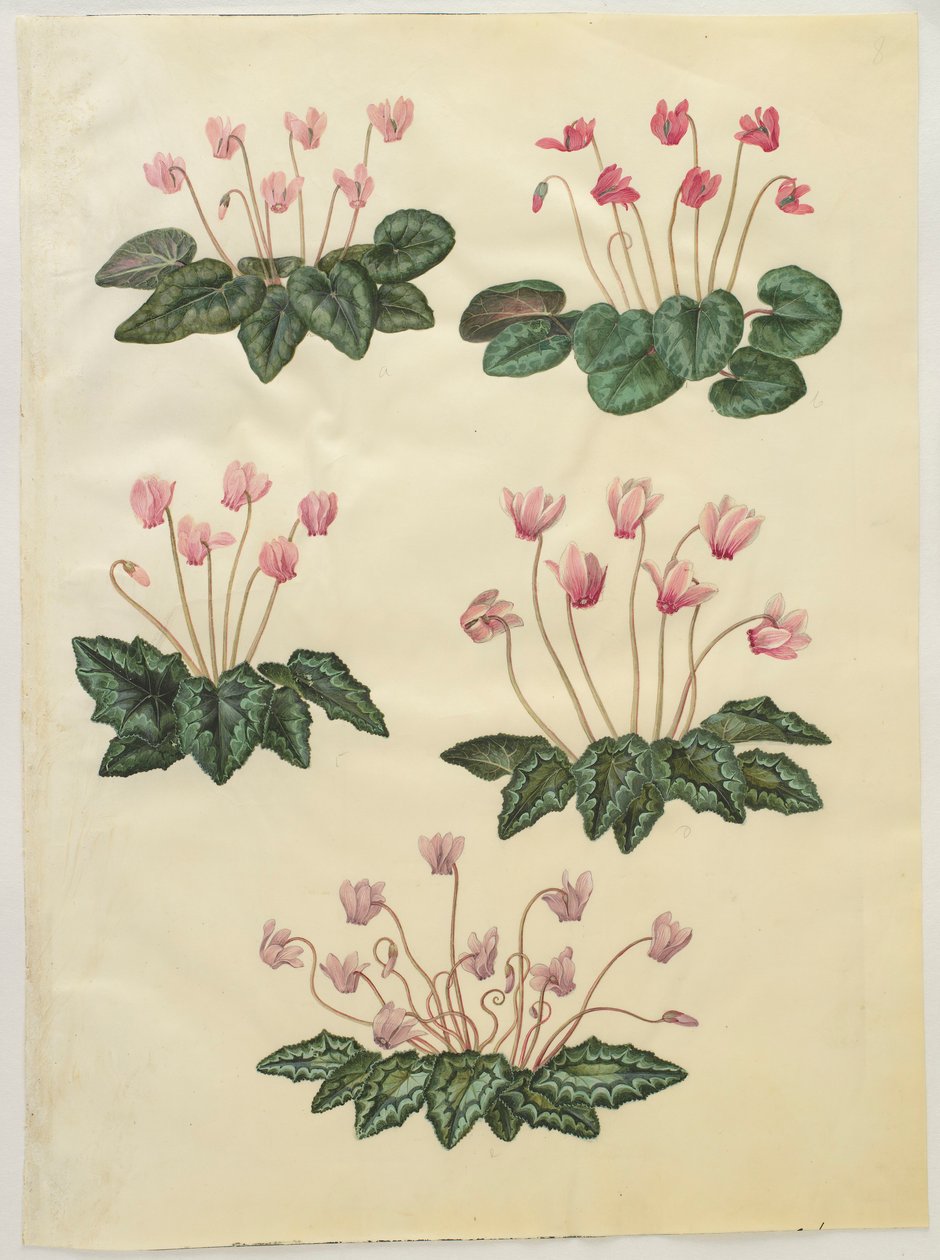 Cyclamen purprascens a Gottorfer Codex albumról, 1650 körül (gouache pergamen) alkotó: Hans Simon Holtzbecher