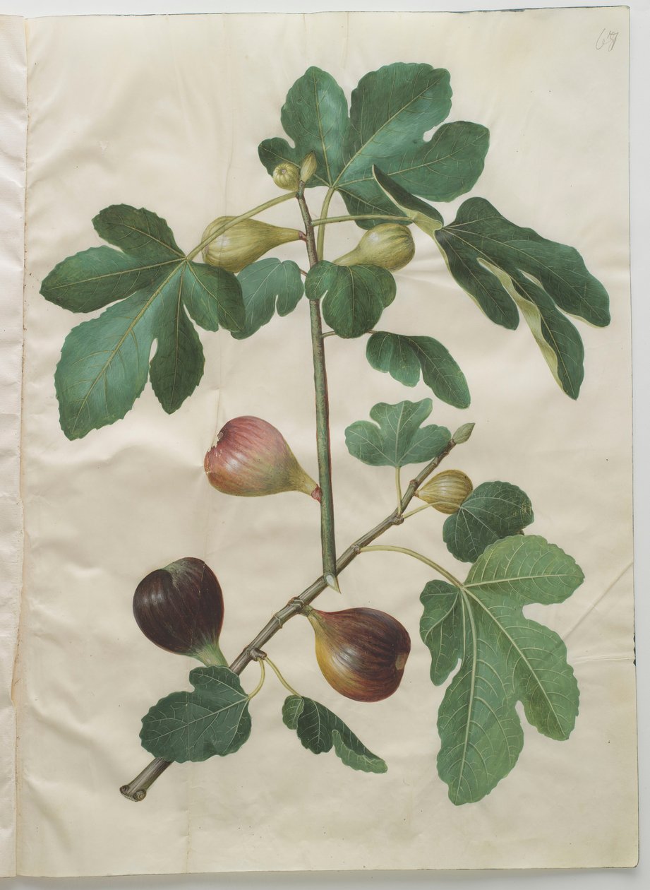 Ficus carica a Gottorfer Codex albumból, 1650 körül (gouache pergamen) alkotó: Hans Simon Holtzbecher
