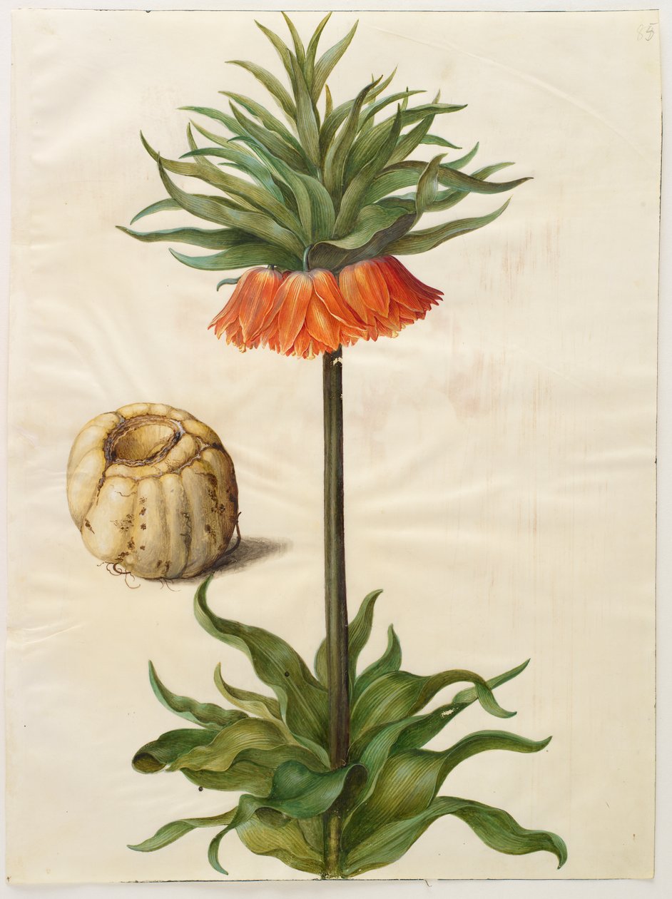 Fritillaria imperialis a Gottorf Codex albumról, 1650 körül (gouache pergamen) alkotó: Hans Simon Holtzbecher