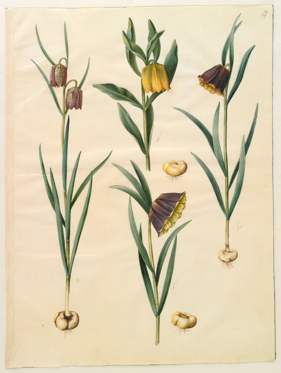 Fritillaria meleagris a Gottorf Codex albumról, 1650 körül (gouache pergamen) alkotó: Hans Simon Holtzbecher