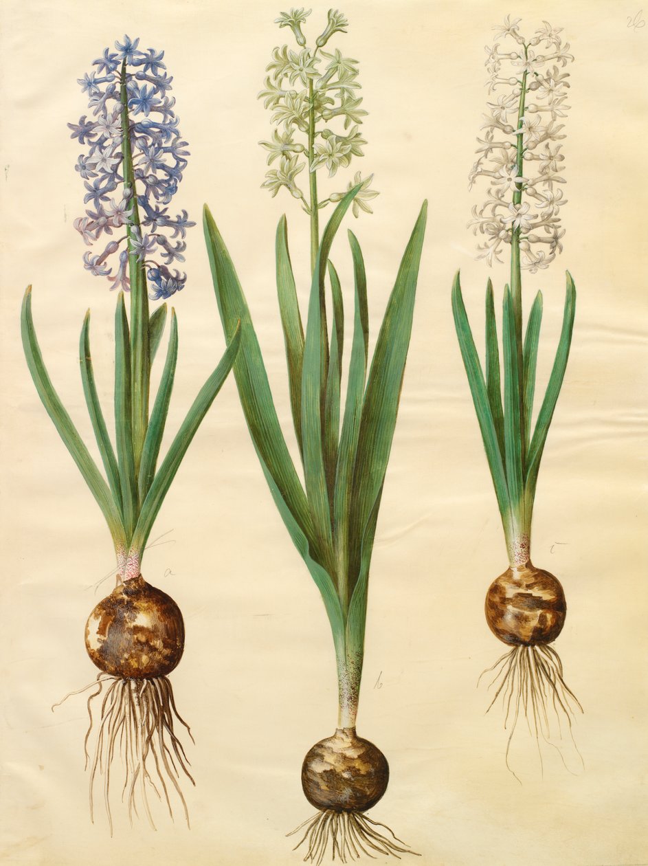 Hyacinthoides orientalis a Gottorfer Codex albumból, 1650 körül (gouache pergamen) alkotó: Hans Simon Holtzbecher