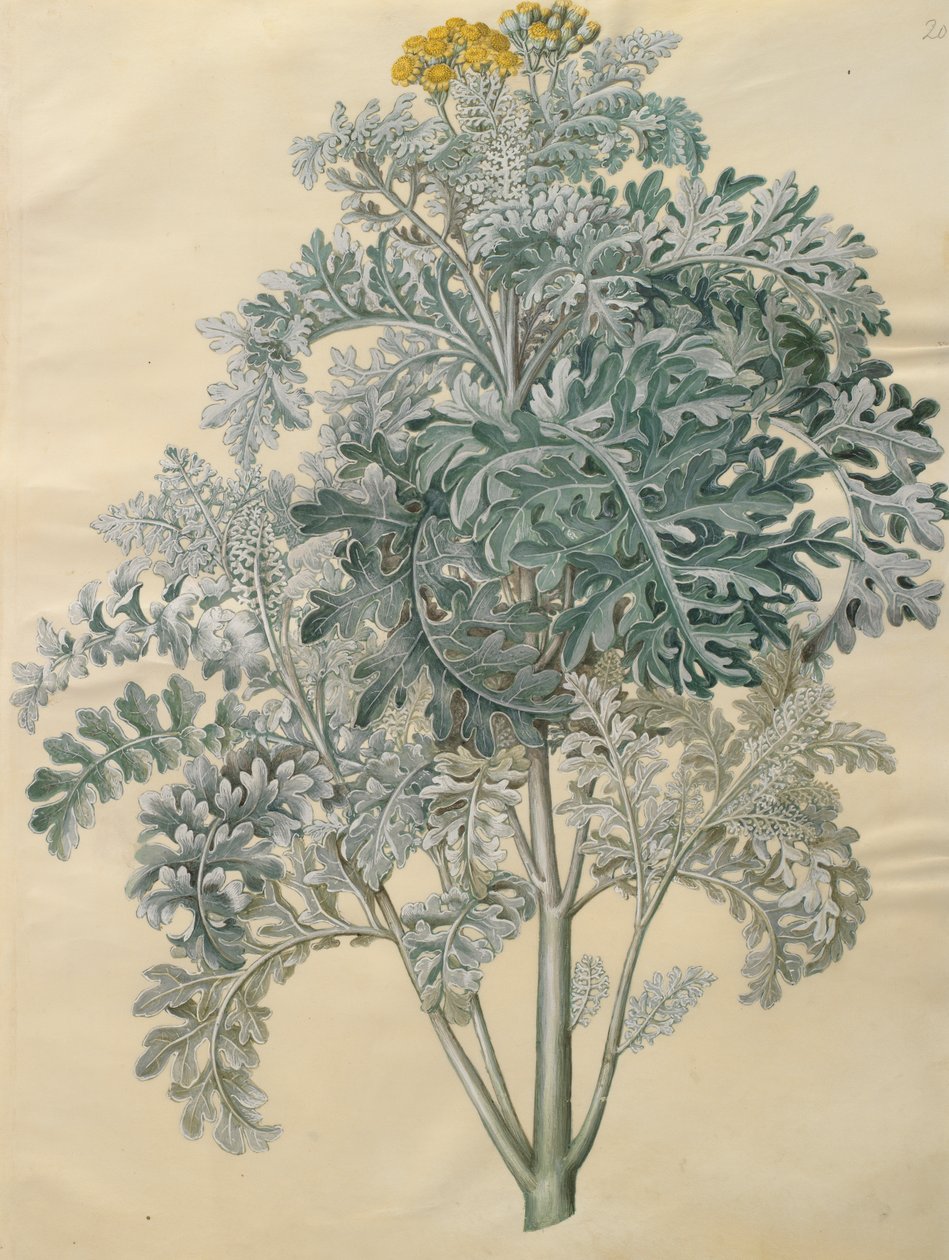 Jacobaea maritima a Gottorfer Codex albumról, 1650 körül (gouache pergamen) alkotó: Hans Simon Holtzbecher