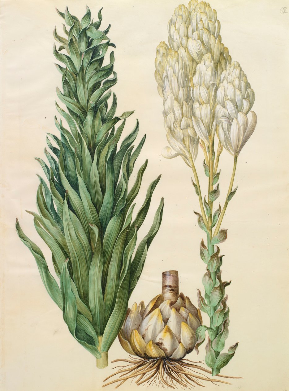 Lilium candidum monstrosum a Gottorfer Codex albumról, 1650 körül (gouache pergamen) alkotó: Hans Simon Holtzbecher