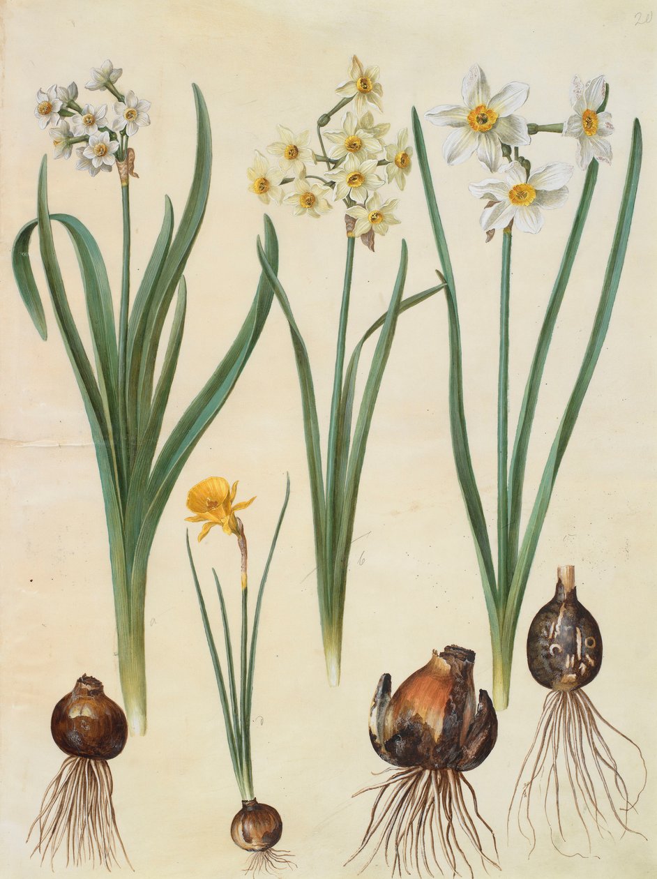 Narcissus tazetta, narcissus orientalis és corbularia bulbocodium a Gottorfer Codex albumból, 1650 körül (gouache pergamen) alkotó: Hans Simon Holtzbecher