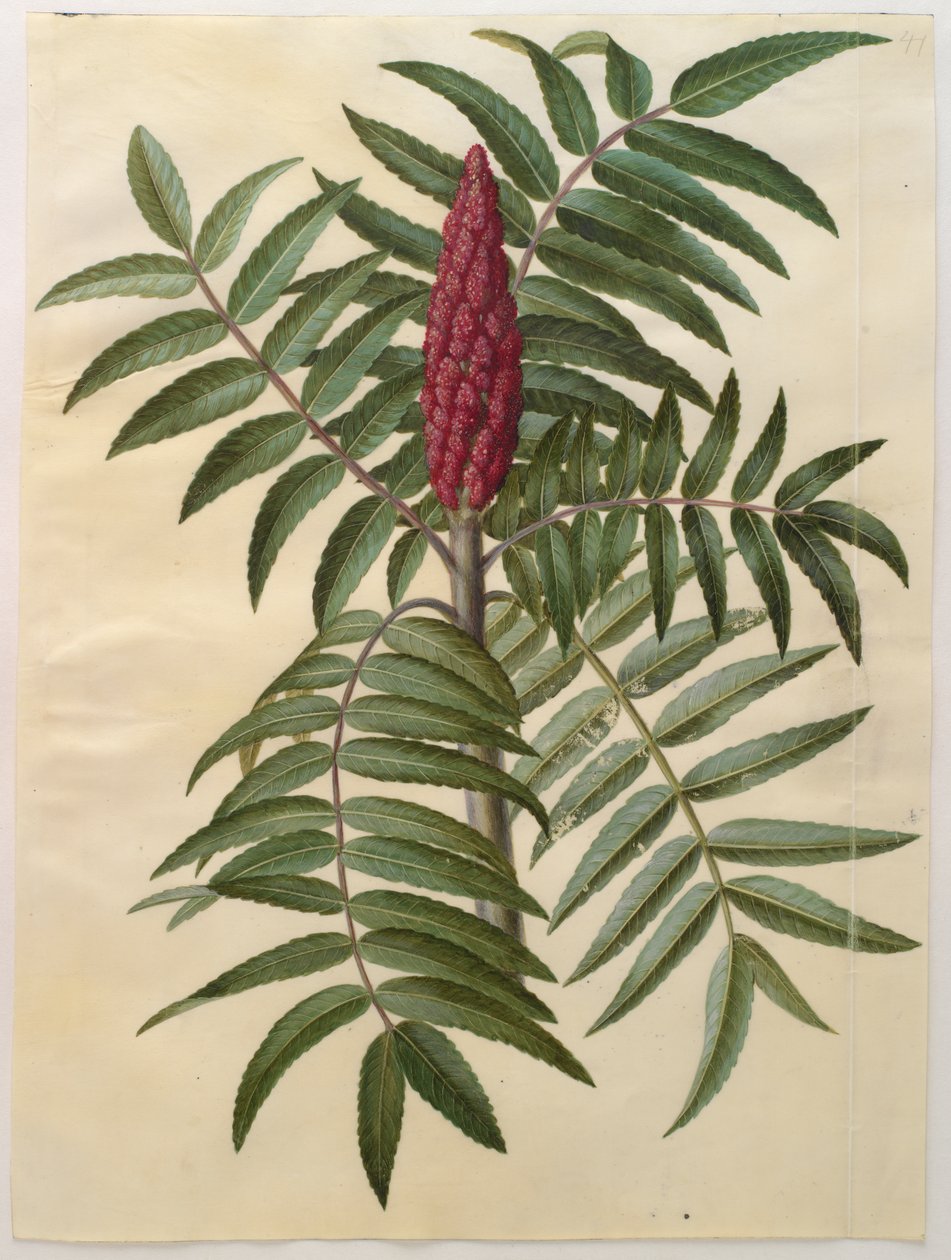 Rhus typhina a Gottorfer Codex albumról, 1650 körül (gouache pergamen) alkotó: Hans Simon Holtzbecher