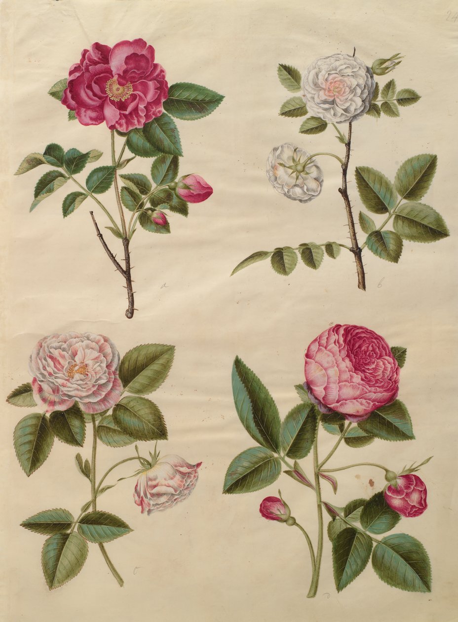 Rosa gallica a Gottorfer Codex albumról, 1650 körül (gouache pergamen) alkotó: Hans Simon Holtzbecher