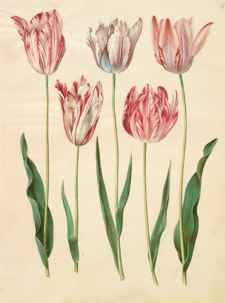 Tulipa gesneriana a Gottorfer Codex albumról, 1650 körül (gouache pergamen) alkotó: Hans Simon Holtzbecher