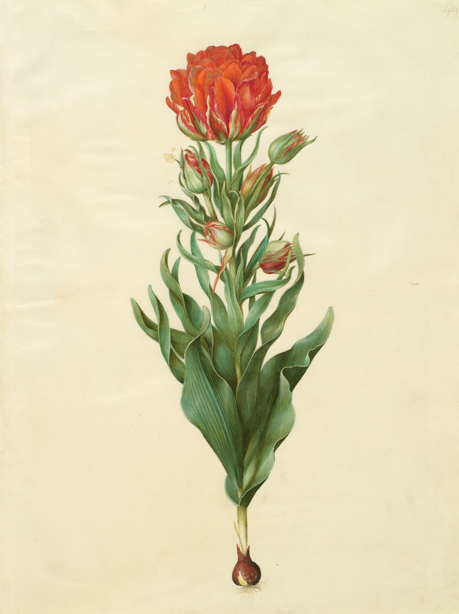 Tulipa gesneriana a Gottorfer Codex albumról, 1650 körül (gouache pergamen) alkotó: Hans Simon Holtzbecher
