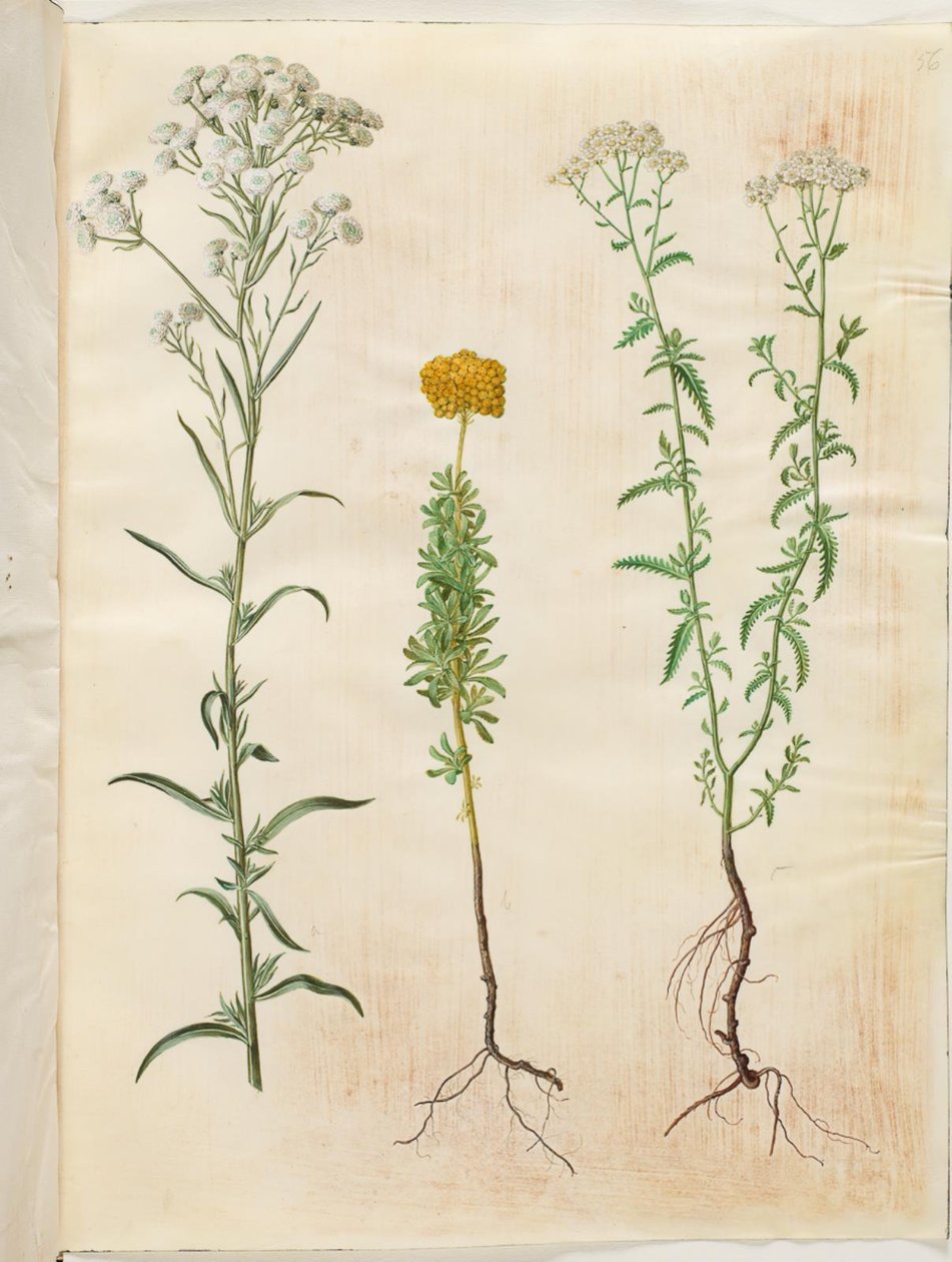 Achillea ptarmica (ezüstgombos cickafark); Achillea ageratum (balzsam cickafark); Achillea millefolium (közönséges cickafark) alkotó: Hans Simon Holtzbecker