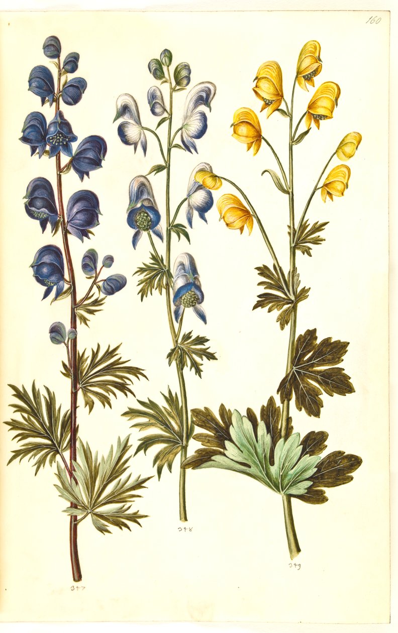 Aconite napellus (?) (Ægte stormhat); Akonit tarka, evt. Aconitum ×cammarum (?) (broget stormhat, evt. have-stormhat); Aconite anthora (finbladet stormhat) alkotó: Hans Simon Holtzbecker
