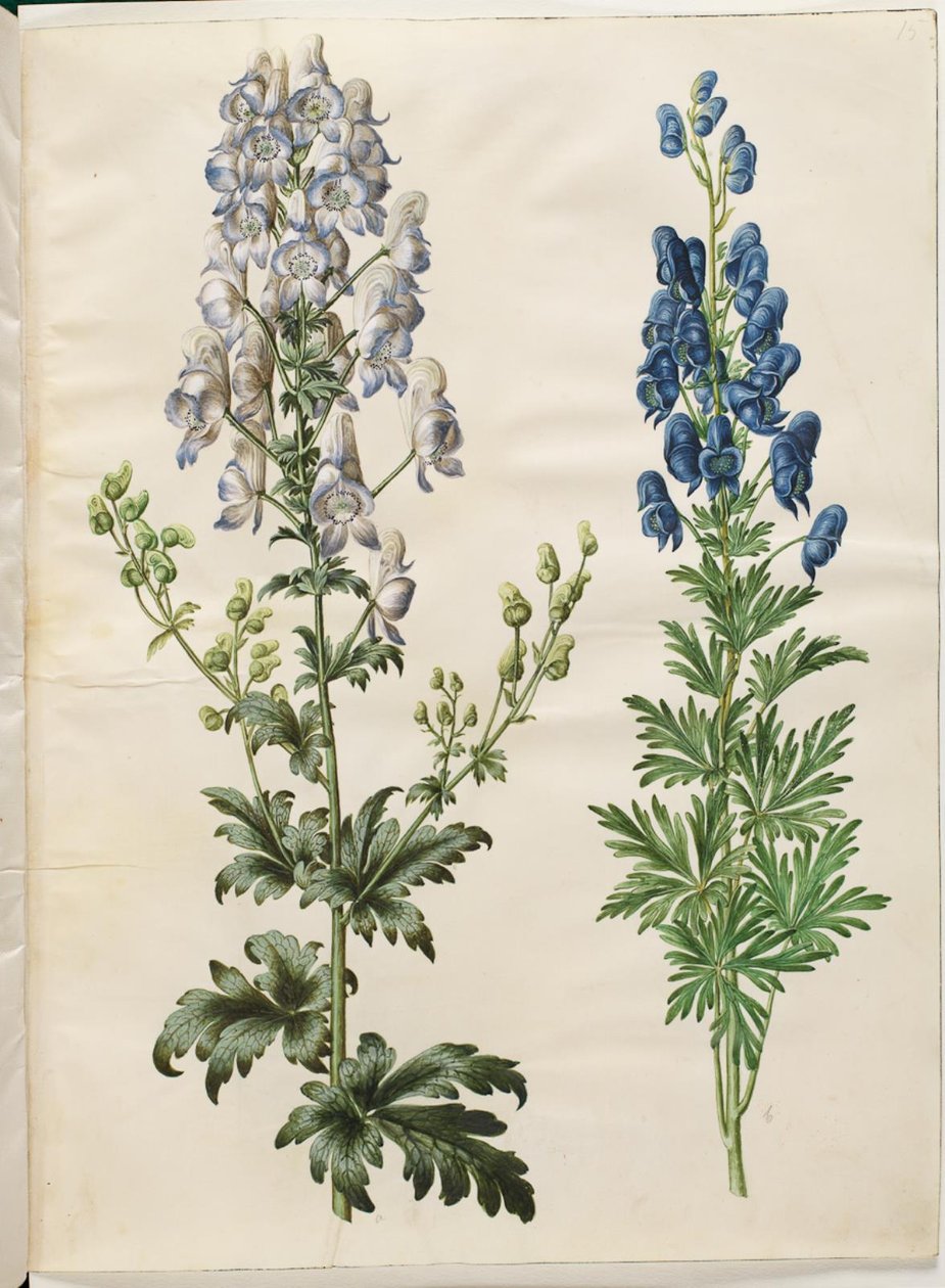 Tarka akonit (broget stormhat); Aconite napellus (Ægte stormhat) alkotó: Hans Simon Holtzbecker