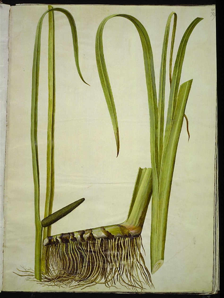 Acorus kalmus (almindelig kalmus) alkotó: Hans Simon Holtzbecker