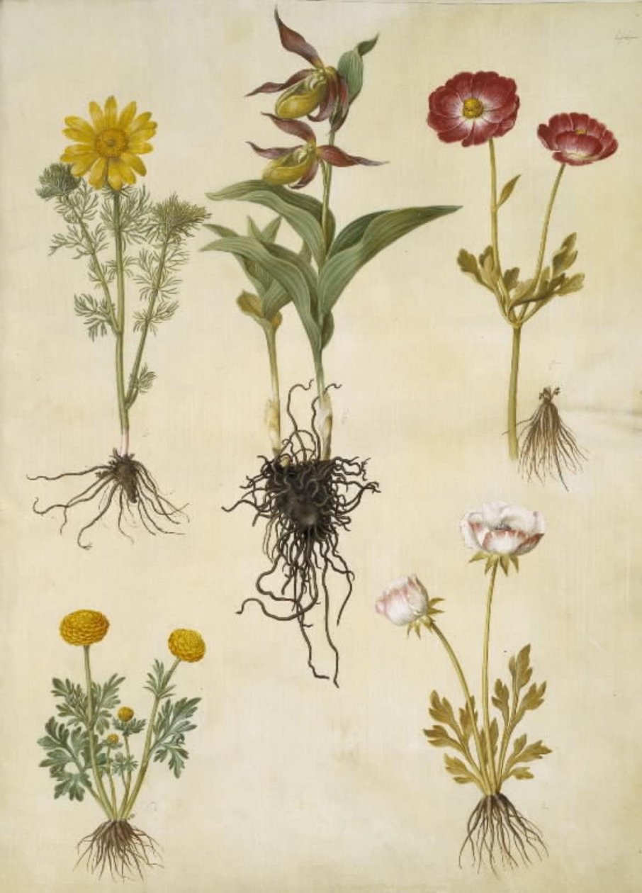 Vernal Adonis (vår-adonis); Cypripedium calceolus (stor fruesko); ázsiai ranunculus (have-ranunkel); Boglárka (art af ranunkel) alkotó: Hans Simon Holtzbecker