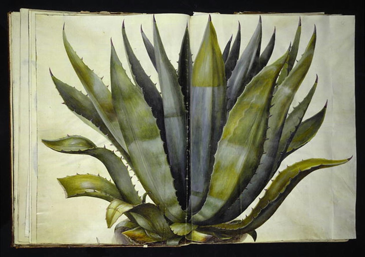 Agave americana (közönséges agavé) alkotó: Hans Simon Holtzbecker