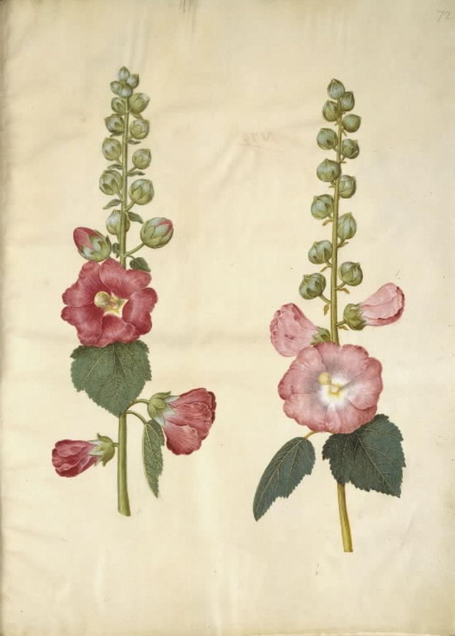 Alcea rosea (have-stokrose) alkotó: Hans Simon Holtzbecker