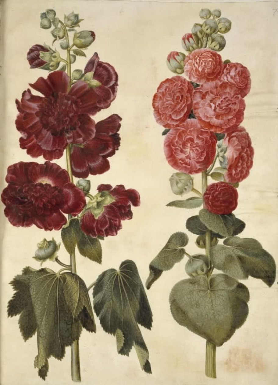 Alcea rosea (have-stokrose) alkotó: Hans Simon Holtzbecker