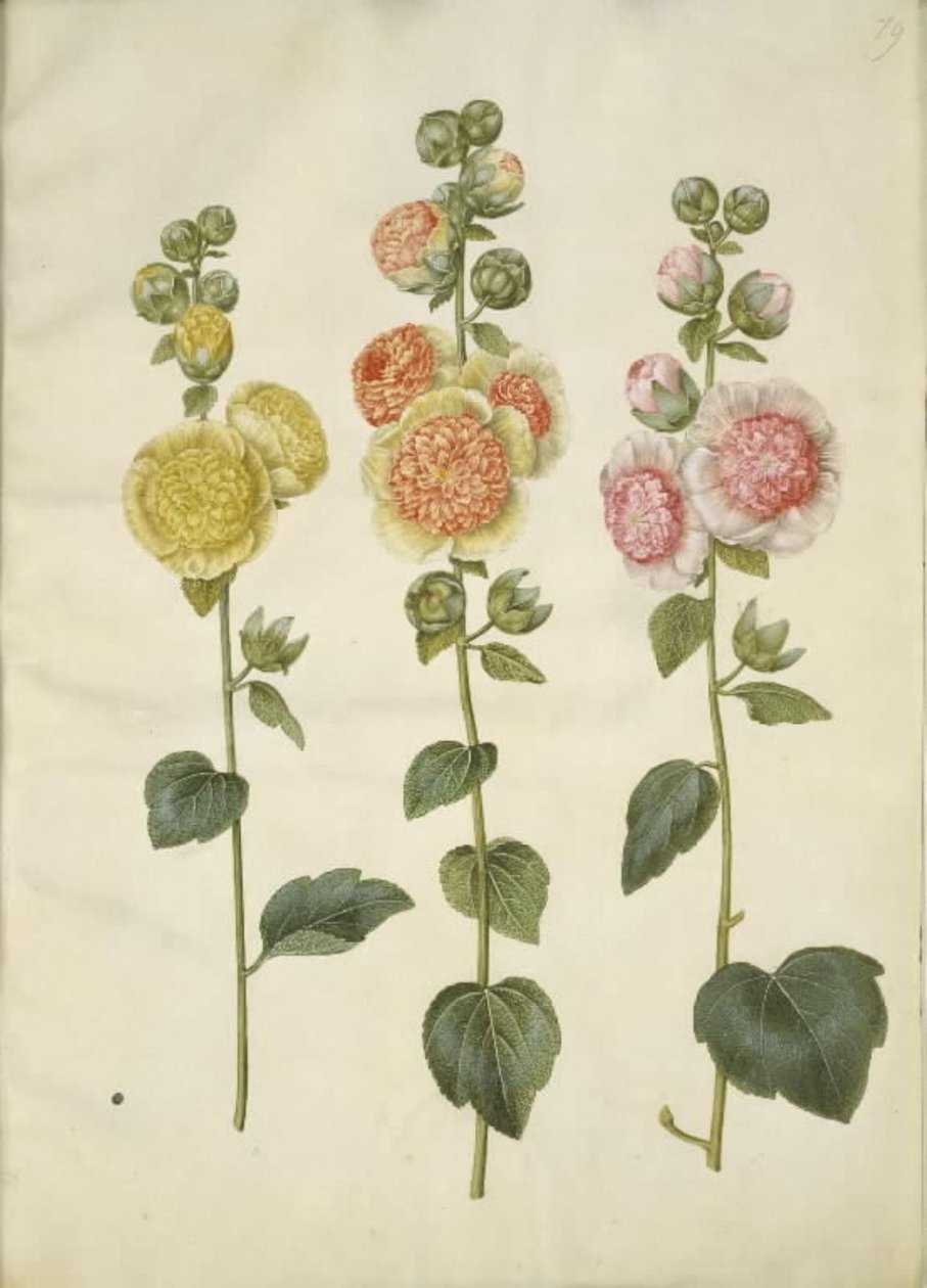 Alcea rosea (have-stokrose) alkotó: Hans Simon Holtzbecker