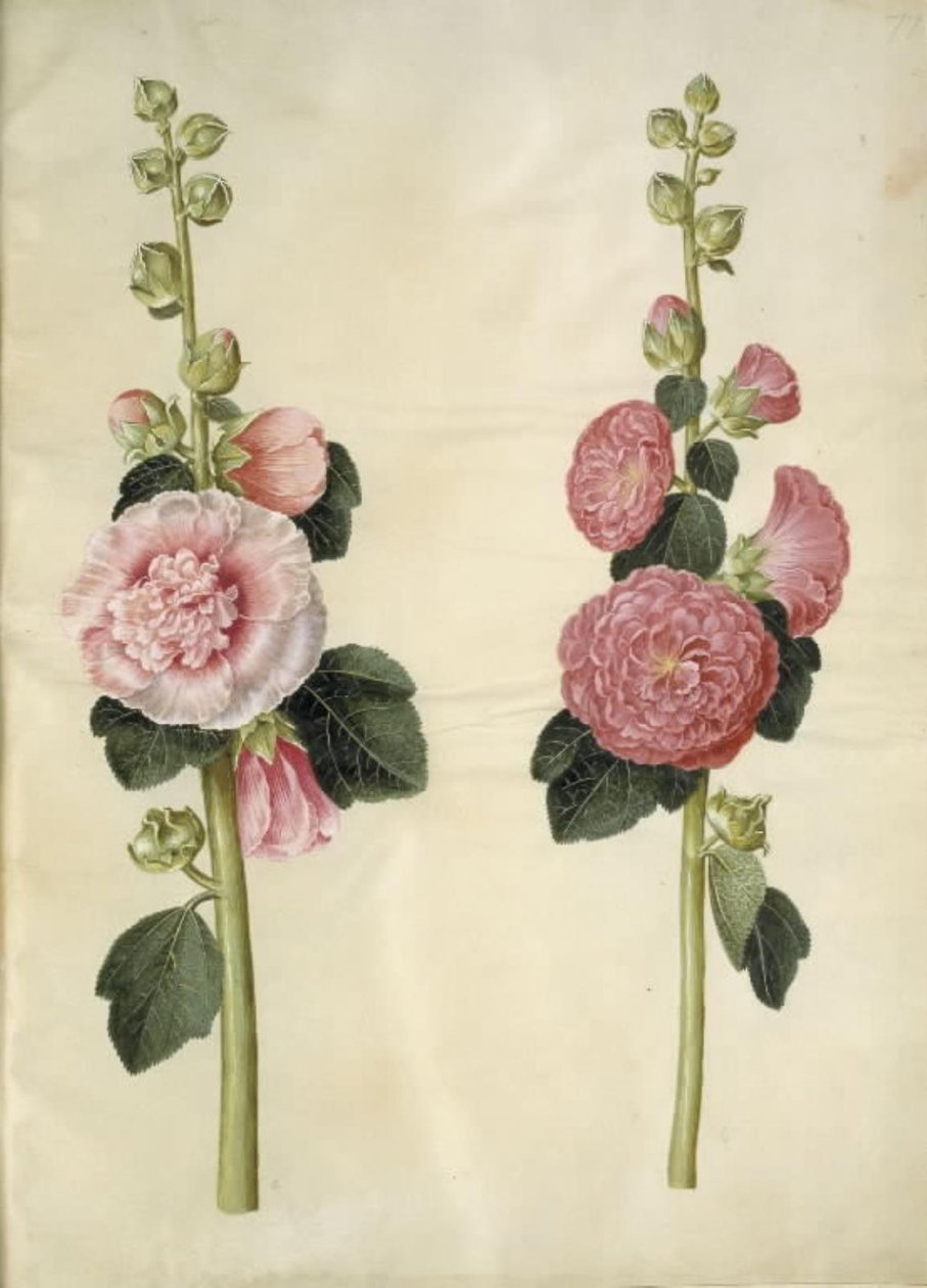Alcea rosea (have-stokrose) alkotó: Hans Simon Holtzbecker