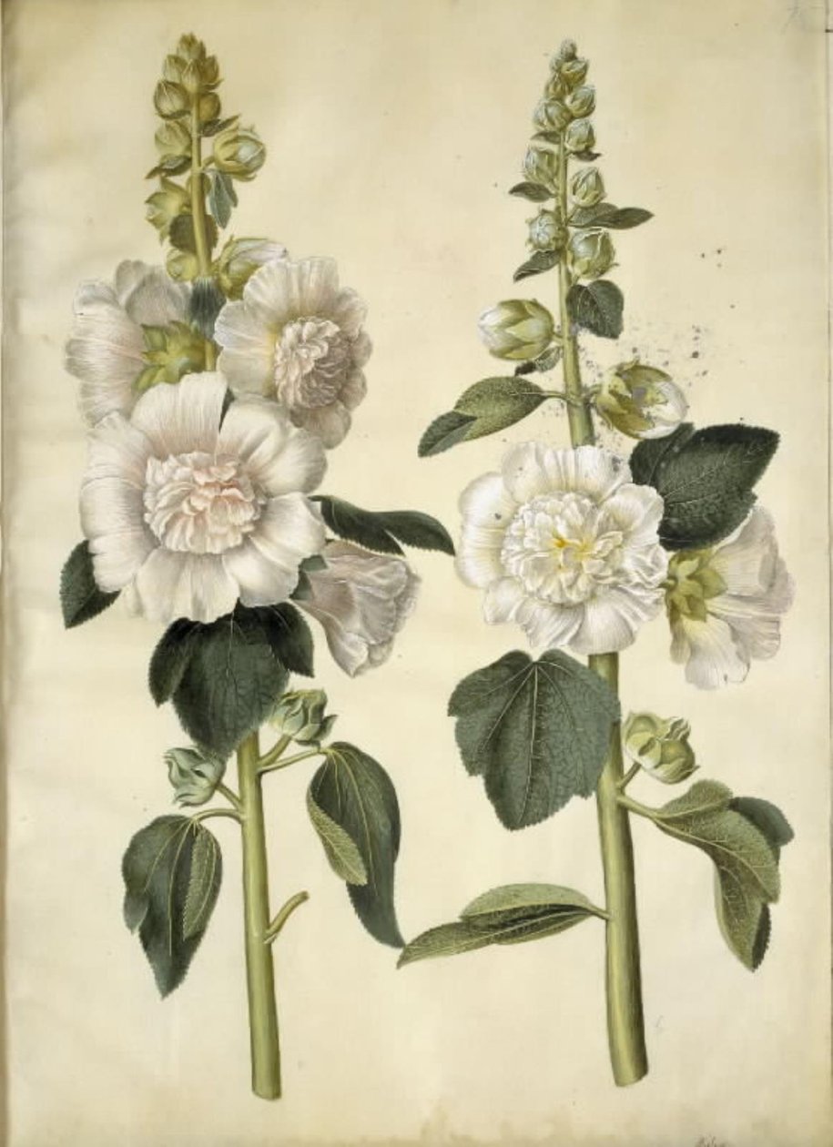 Alcea rosea (have-stokrose) alkotó: Hans Simon Holtzbecker