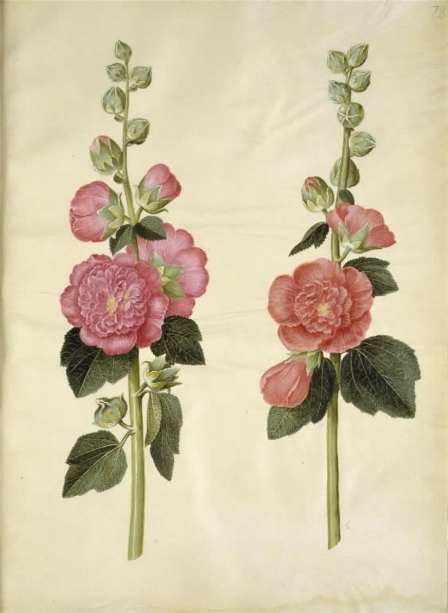 Alcea rosea (have-stokrose) alkotó: Hans Simon Holtzbecker