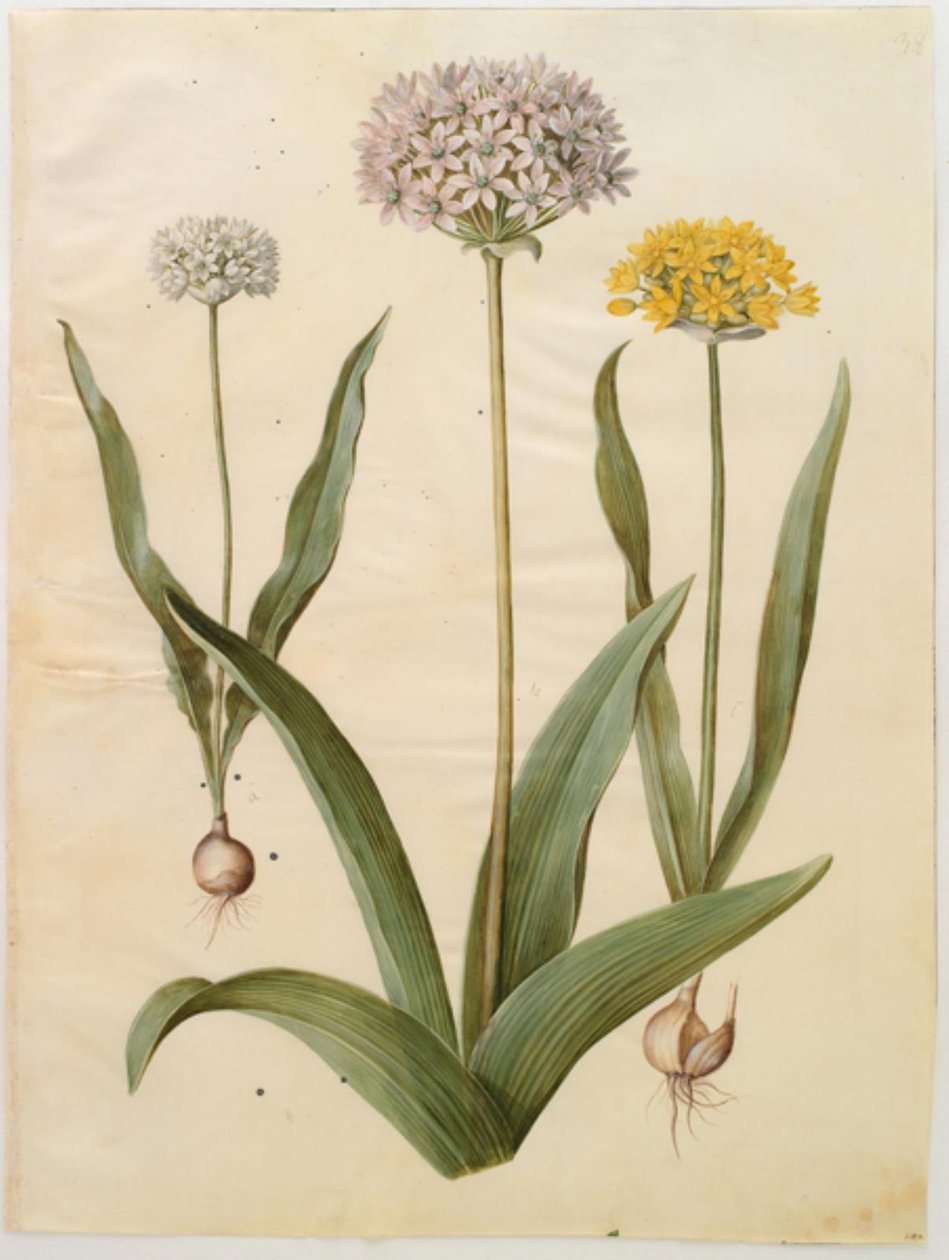 Allium moly (aranyhagyma); Allium nigrum (fekete hagyma) alkotó: Hans Simon Holtzbecker
