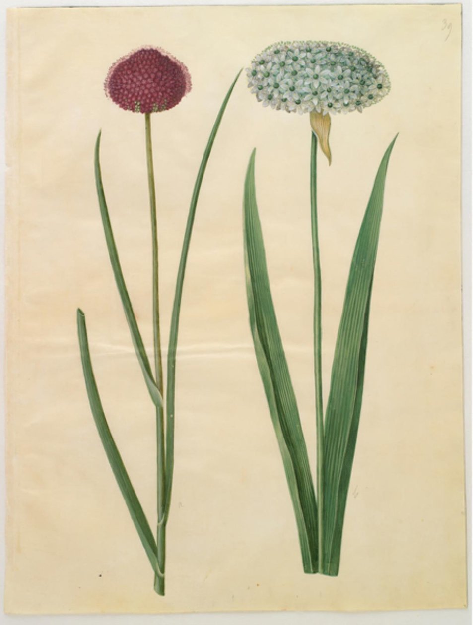 Allium sphaerocephalon (mediterrán hagyma); Allium nigrum (fekete hagyma) alkotó: Hans Simon Holtzbecker