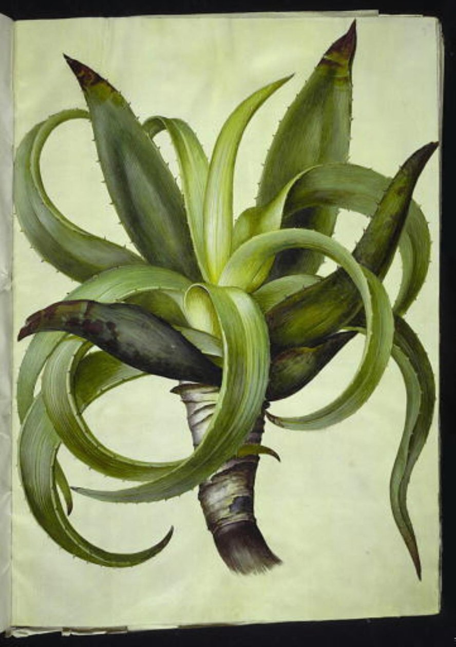 Aloe (aloe) alkotó: Hans Simon Holtzbecker