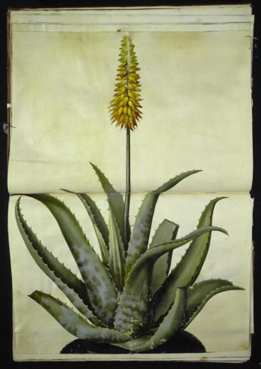 Aloe vera (orvosi aloe) alkotó: Hans Simon Holtzbecker