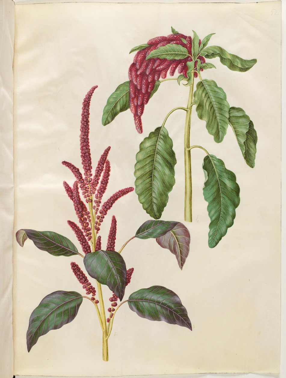 Bloody Amaranthus (vörös amaránt); Amaranthus caudate (revehale-amarant) alkotó: Hans Simon Holtzbecker