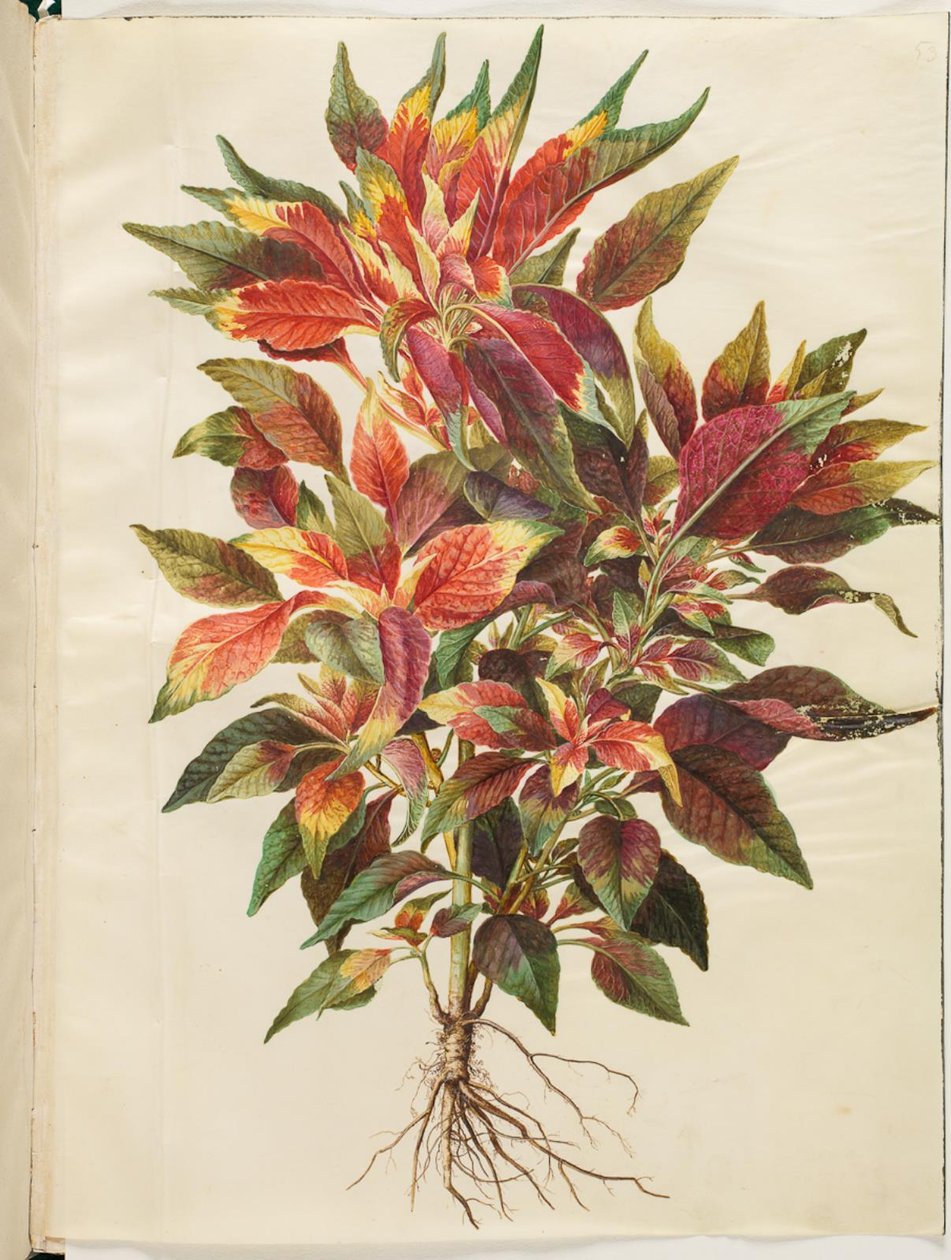 Amaranthus tricolor (papagáj amaránt) alkotó: Hans Simon Holtzbecker