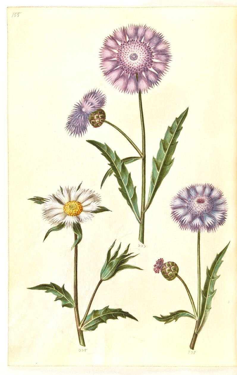 Amberboa moschata (illatszultán) alkotó: Hans Simon Holtzbecker