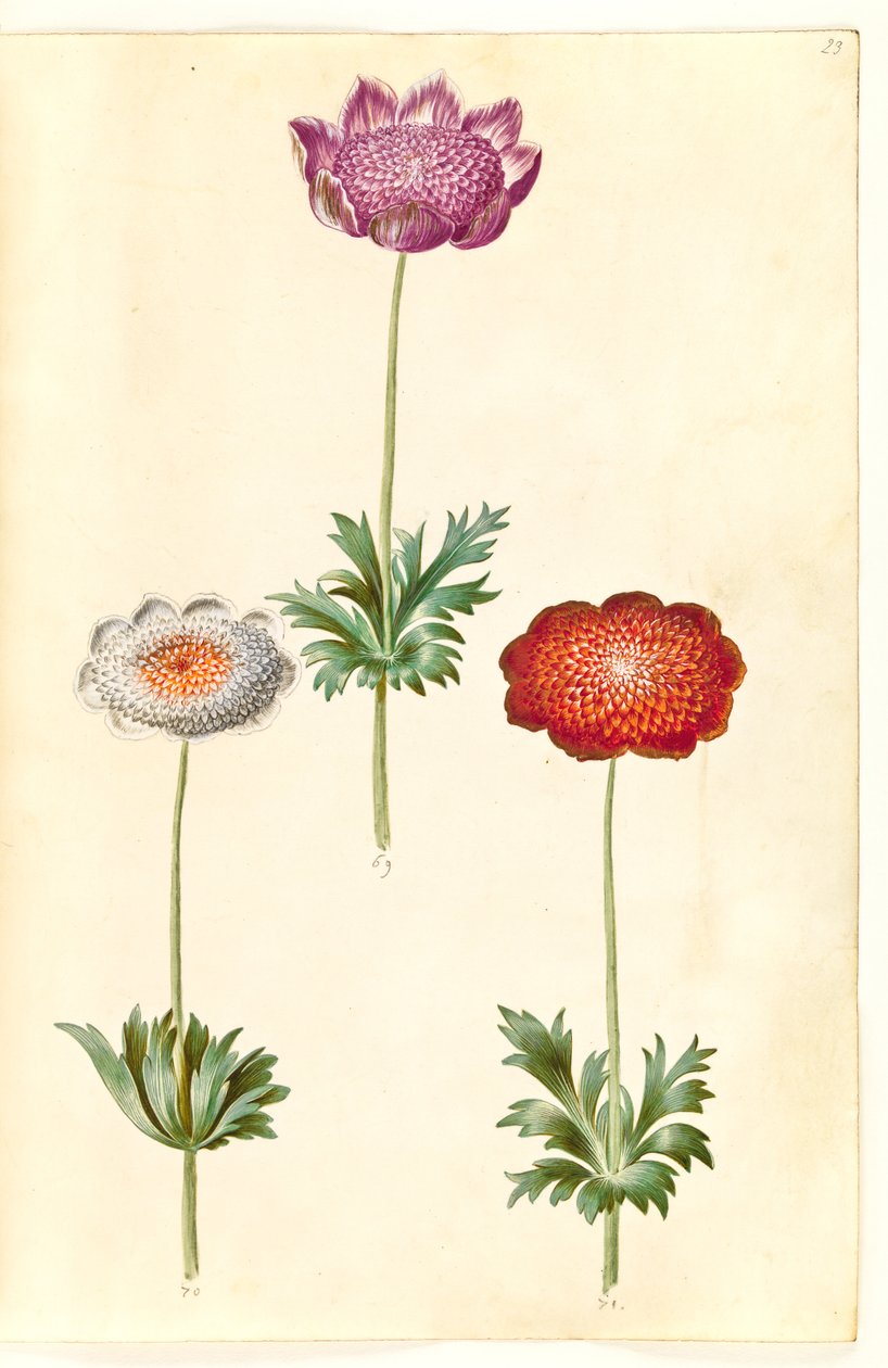 Anemone coronaria (fransk anemone) alkotó: Hans Simon Holtzbecker