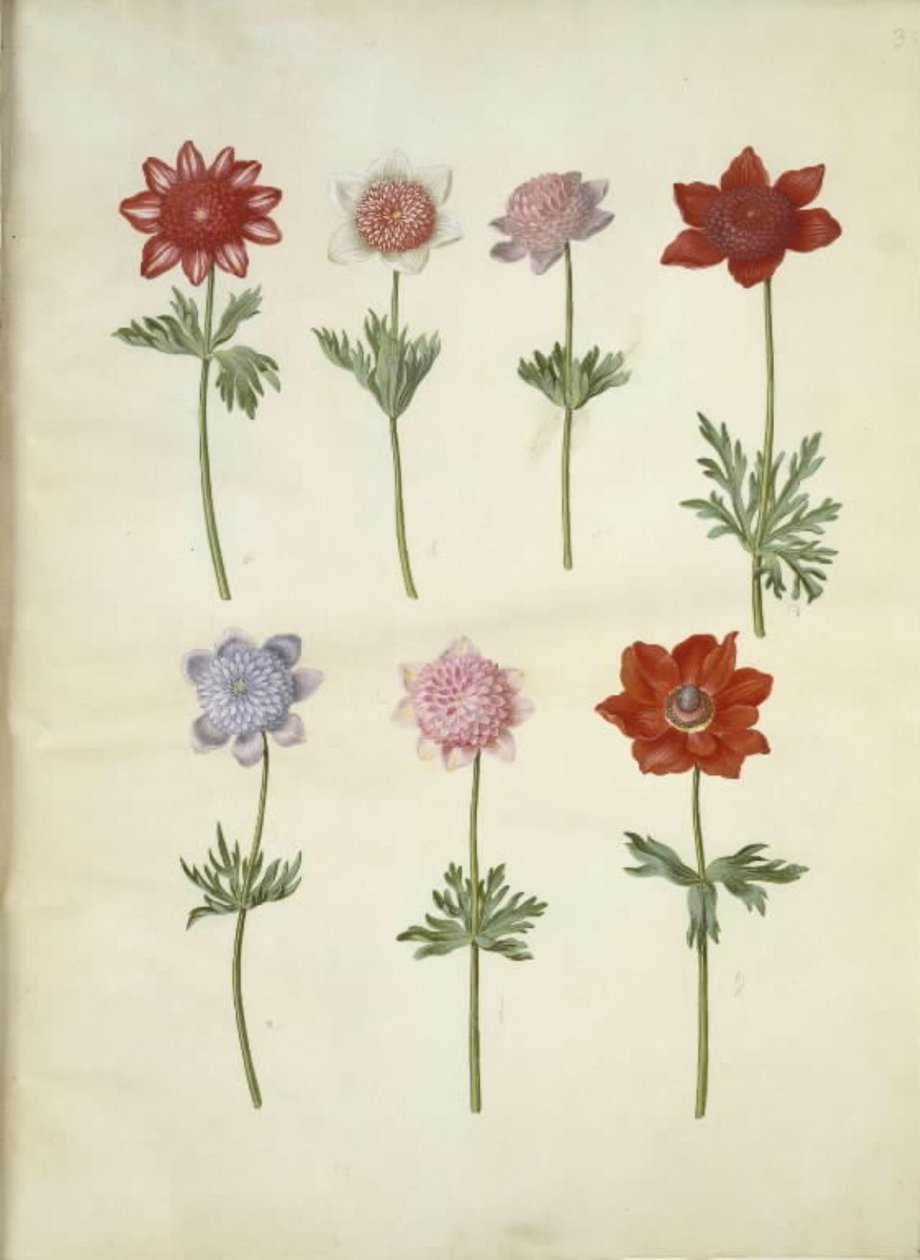 Anemone coronaria (fransk anemone) alkotó: Hans Simon Holtzbecker