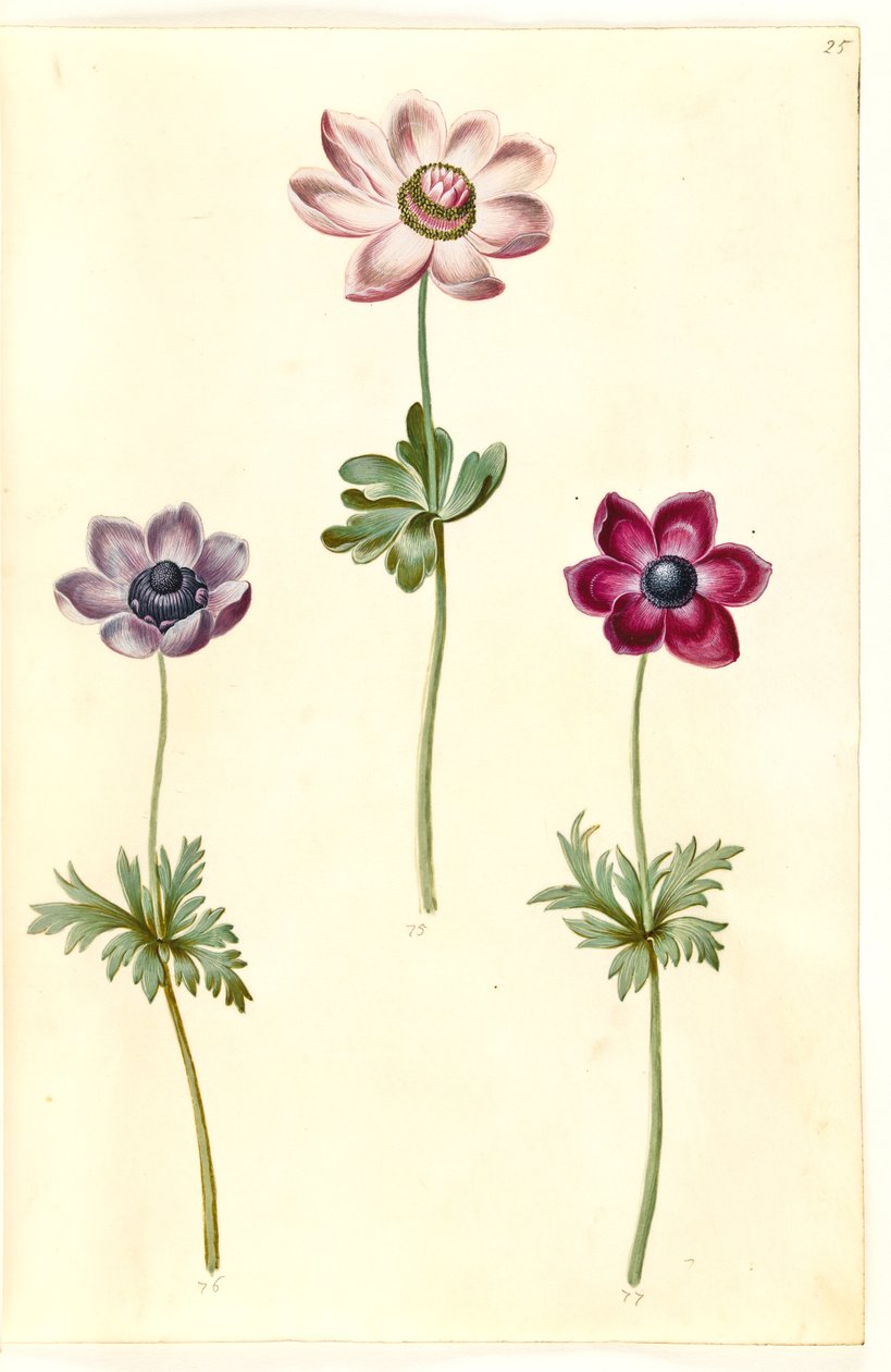 Anemone coronaria (fransk anemone) alkotó: Hans Simon Holtzbecker