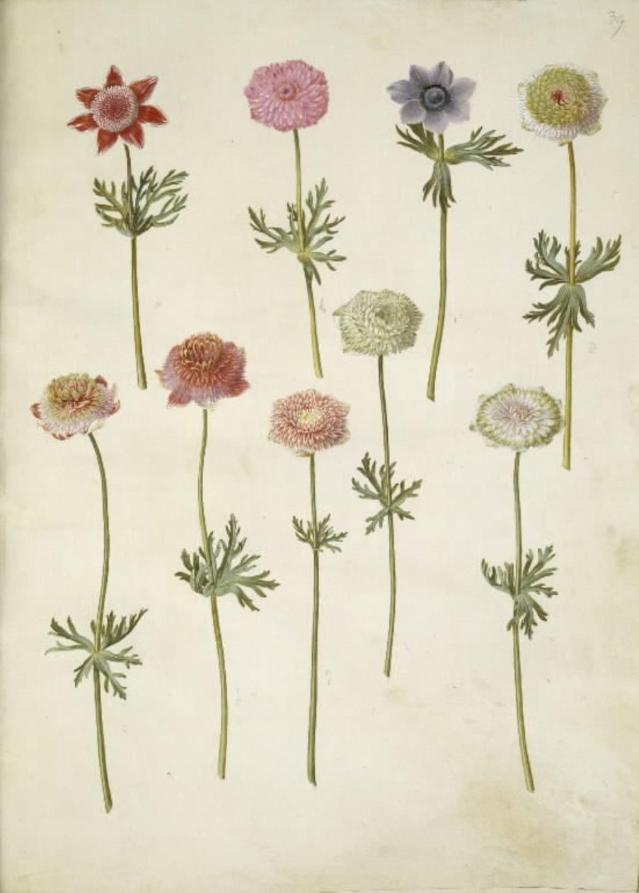 Anemone coronaria (fransk anemone) alkotó: Hans Simon Holtzbecker