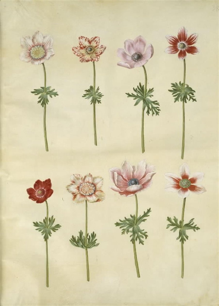 Anemone coronaria (fransk anemone) alkotó: Hans Simon Holtzbecker