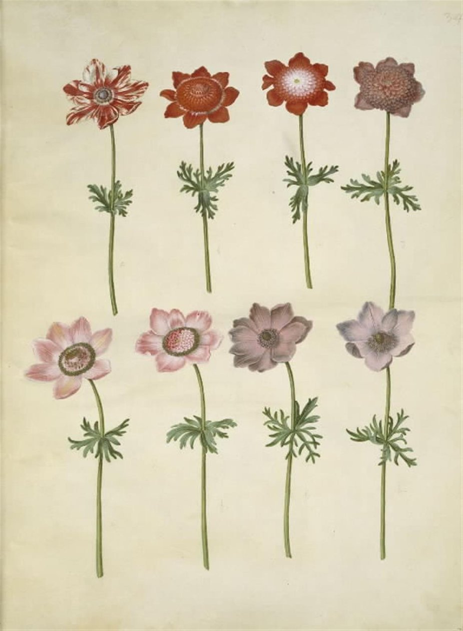 Anemone coronaria (fransk anemone) alkotó: Hans Simon Holtzbecker