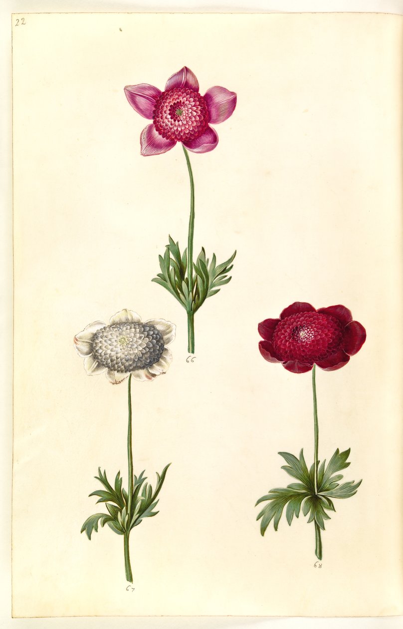 Anemone coronaria (fransk anemone) alkotó: Hans Simon Holtzbecker
