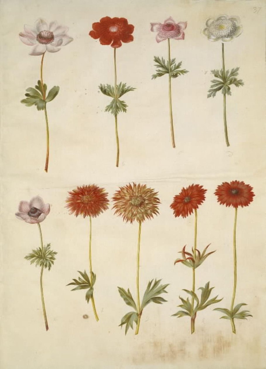 Anemone coronaria (francia kökörcsin); Anemone ×fulgens (fényes kökörcsin) alkotó: Hans Simon Holtzbecker