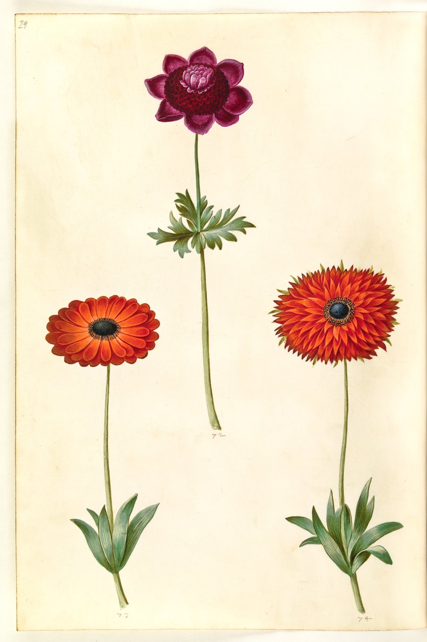 Anemone coronaria (francia kökörcsin); Anemone ×fulgens (fényes kökörcsin) alkotó: Hans Simon Holtzbecker