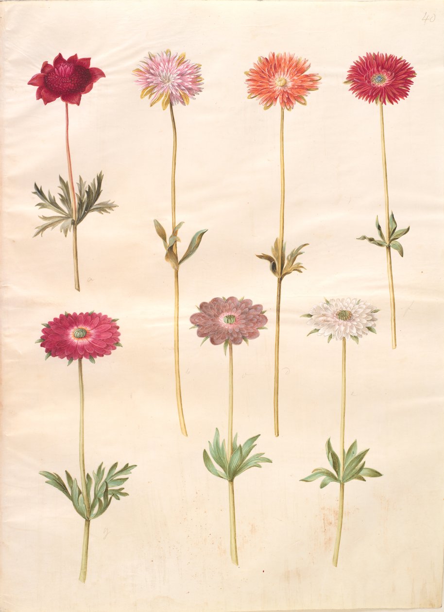 Anemone coronaria (francia kökörcsin); Anemone ×fulgens (fényes kökörcsin) alkotó: Hans Simon Holtzbecker