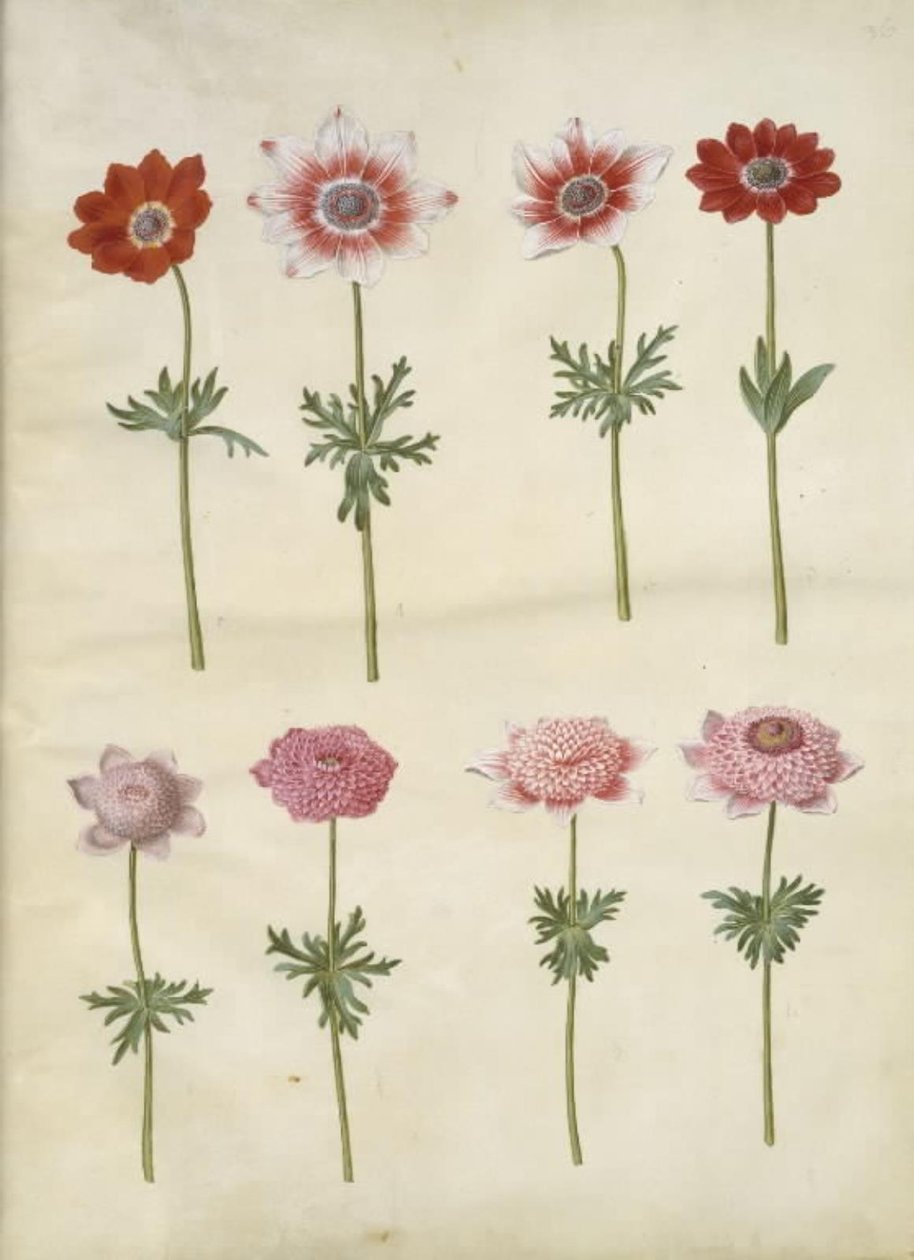 Anemone coronaria L. (francia kökörcsin); Anemone pavonina (páva kökörcsin) alkotó: Hans Simon Holtzbecker