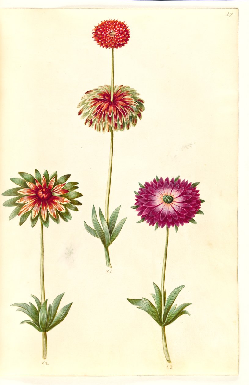Anemone ×fulgens (fényes kökörcsin) alkotó: Hans Simon Holtzbecker