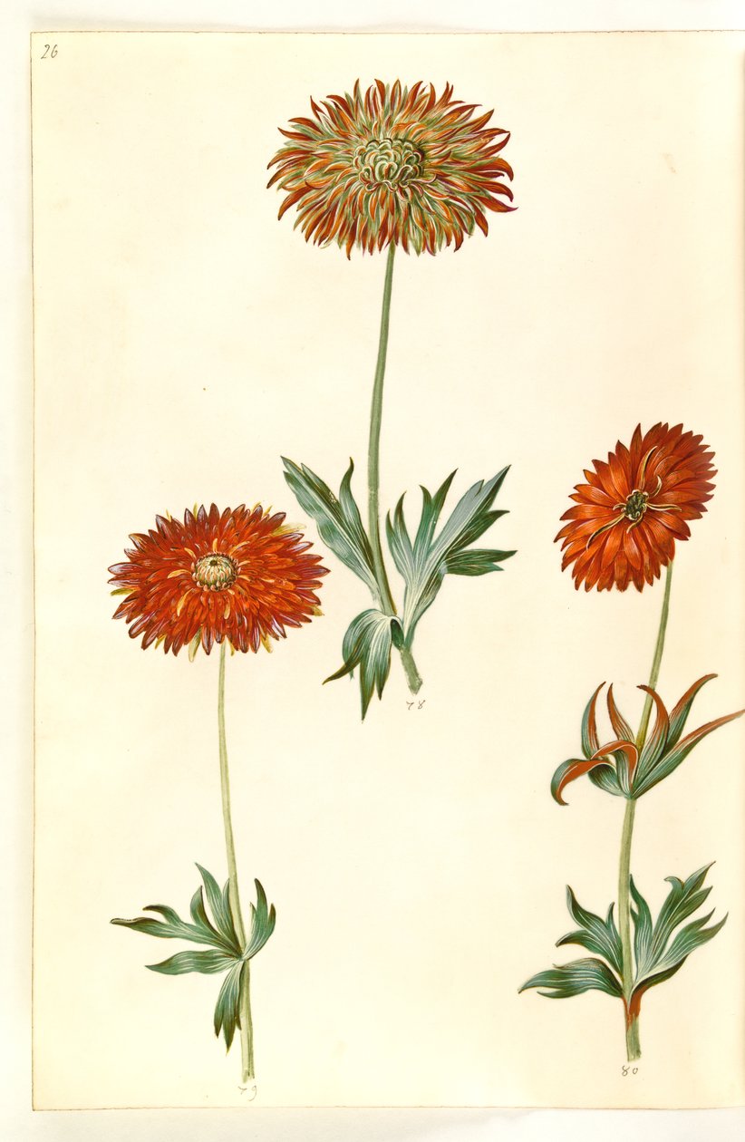 Anemone ×fulgens (fényes kökörcsin) alkotó: Hans Simon Holtzbecker